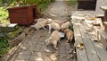 Unsere Welpen, 4 Wochen alt
