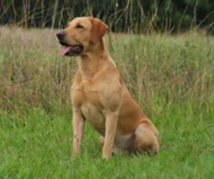 Achilles